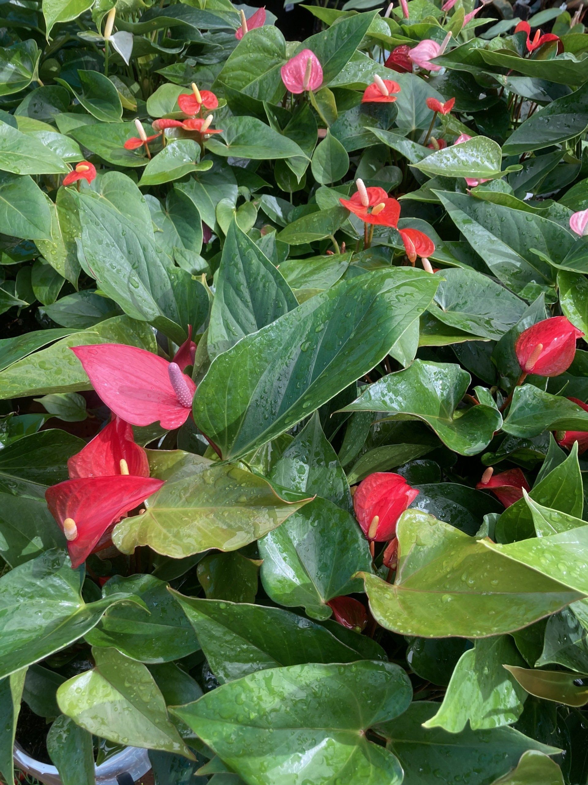 Shade Loving Indoor Plants for Sale Timbara Garden Centre
