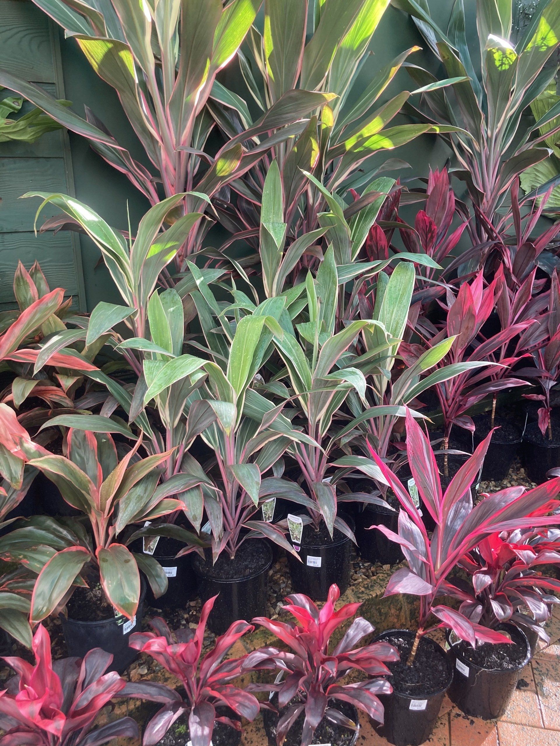 Shade Loving Indoor Plants for Sale Timbara Garden Centre