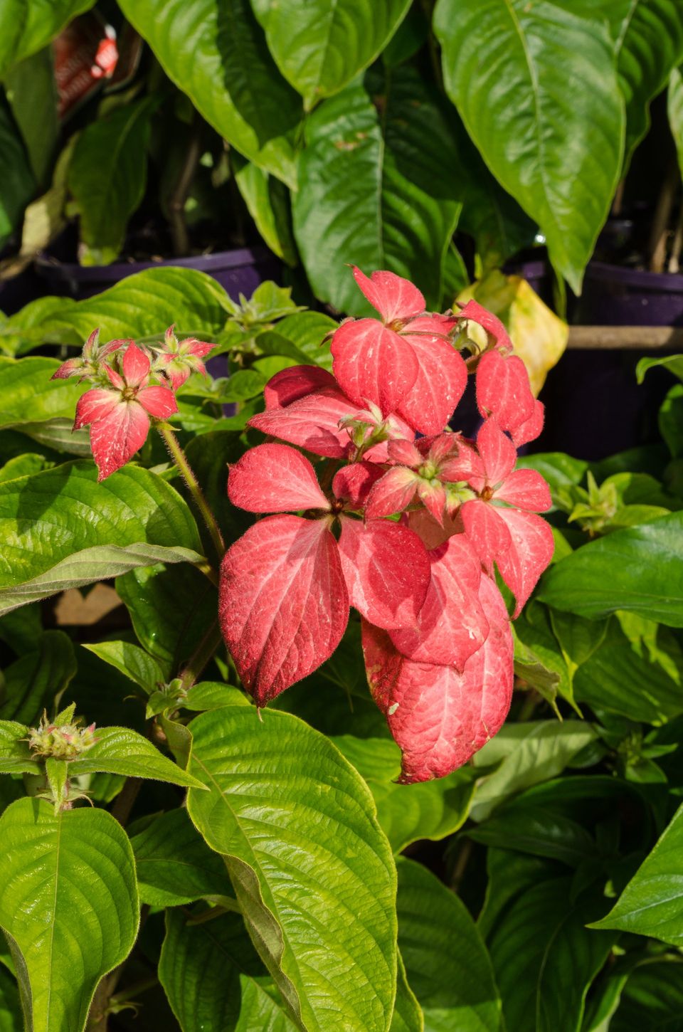 Garden Nursery & Shop in Redlands, QLD Timbara Garden Centre