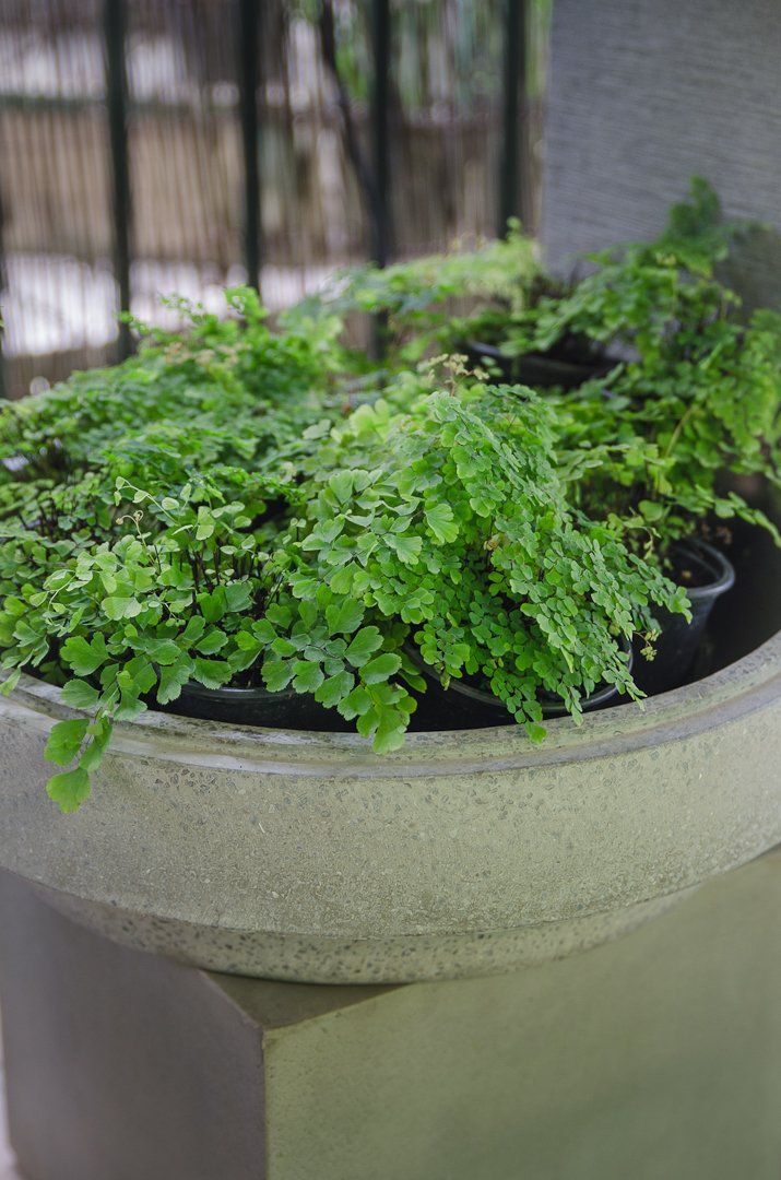 Shade Loving Indoor Plants for Sale Timbara Garden Centre