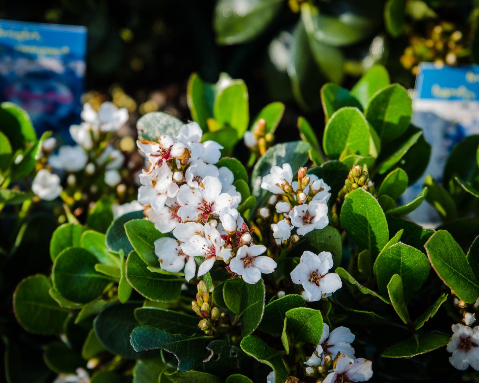 Garden Shrubs for Sale in Queensland Timbara Garden Centre