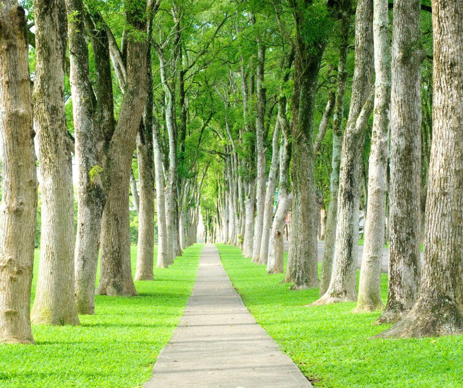 3 Diseases Tennessee Trees Face