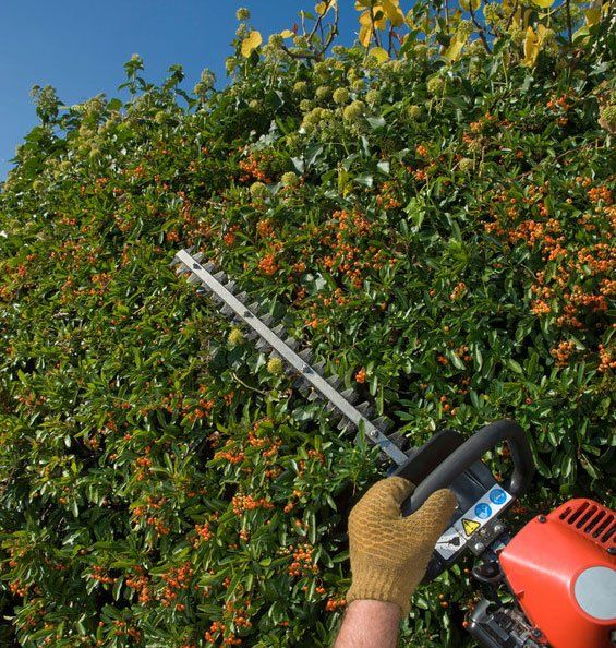 Tree surgeons Bowskill Tree Services