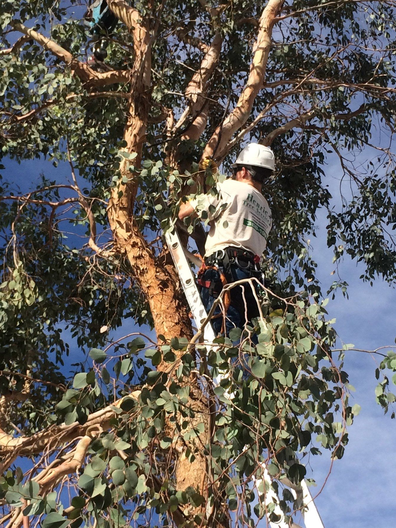 Tree Trimming & Cleanup | Las Vegas, NV | Henrie Tree Service