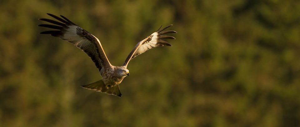 red kite tours