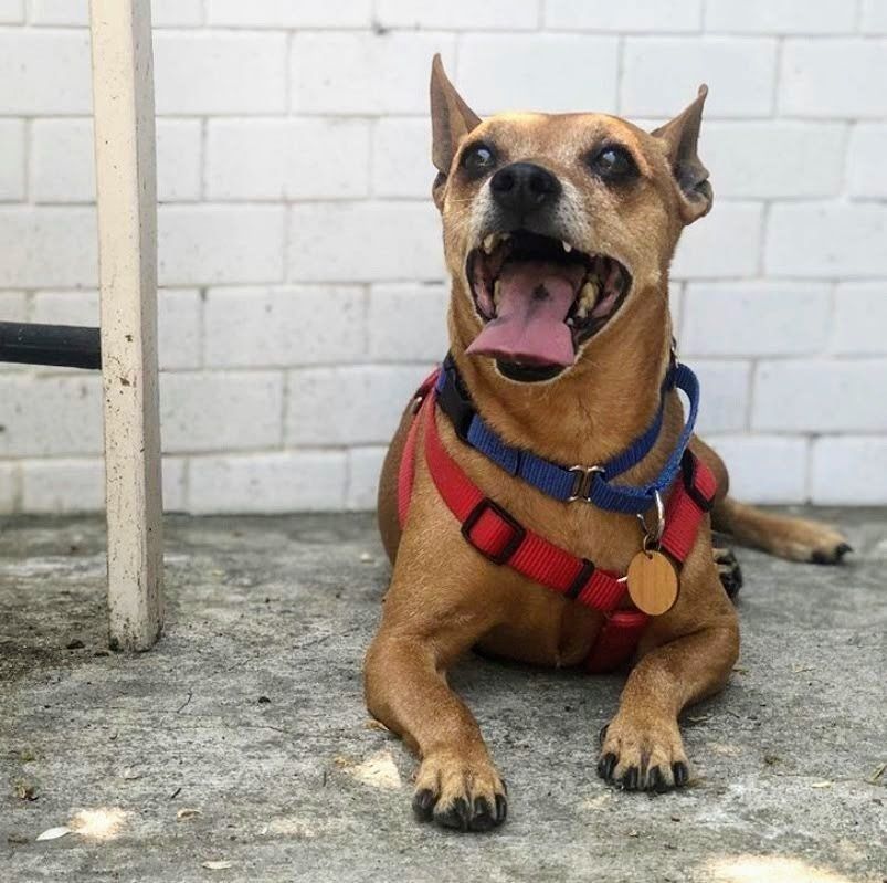 MaeDay Rescue Los Angeles Dog Rescue