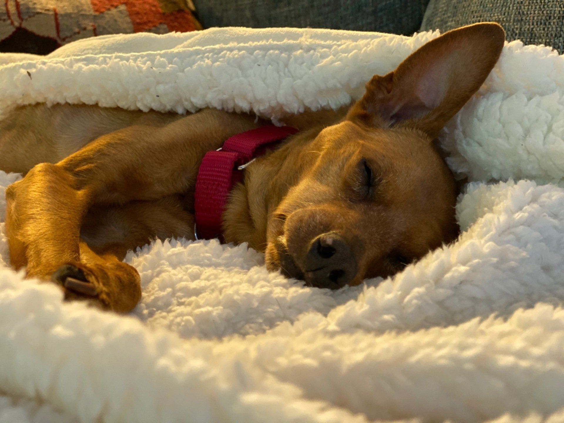 MaeDay Rescue Los Angeles Dog Rescue