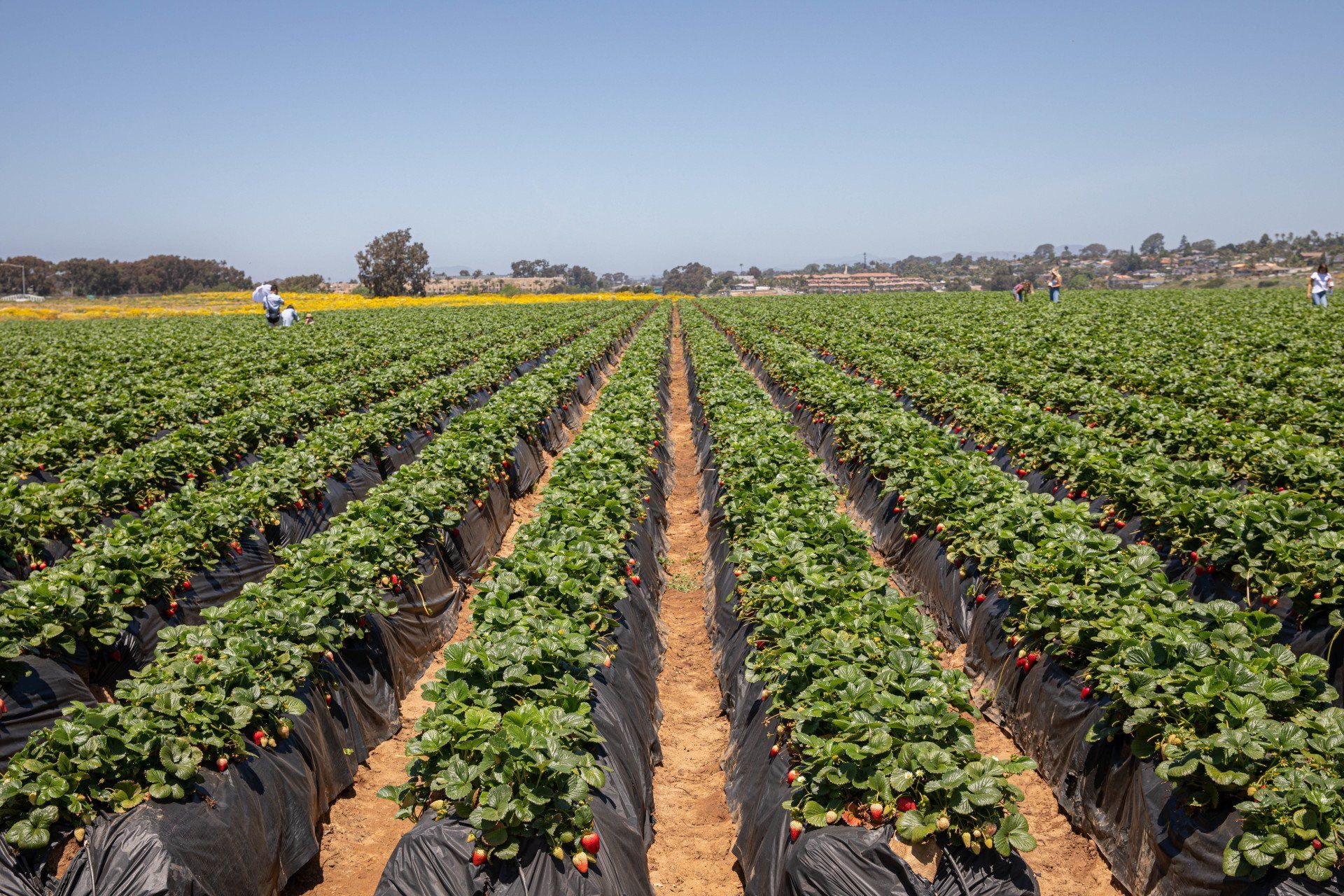 strawberry picking carlsbad        
        <figure class=