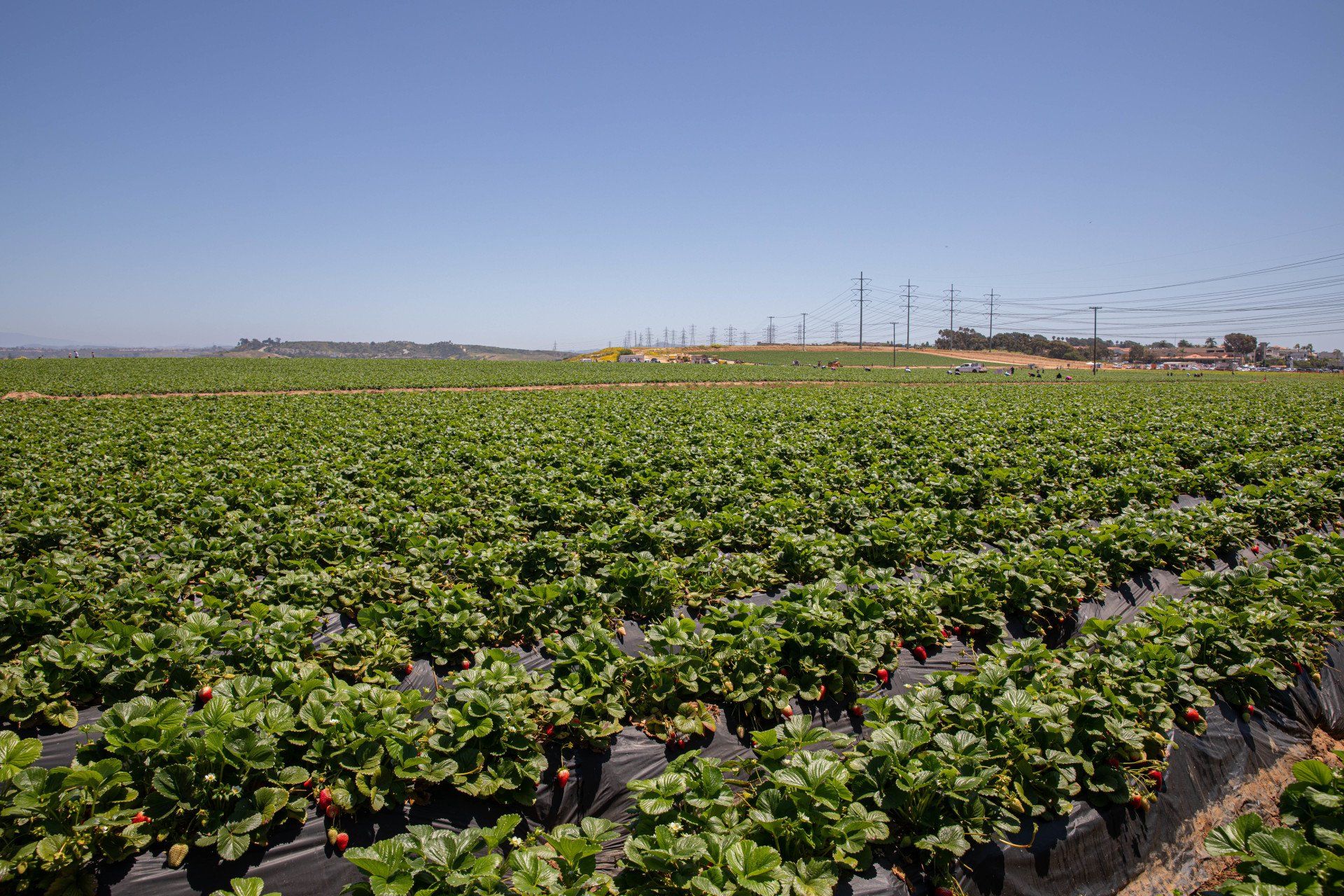 UPick Strawberry Carlsbad Strawberry Company