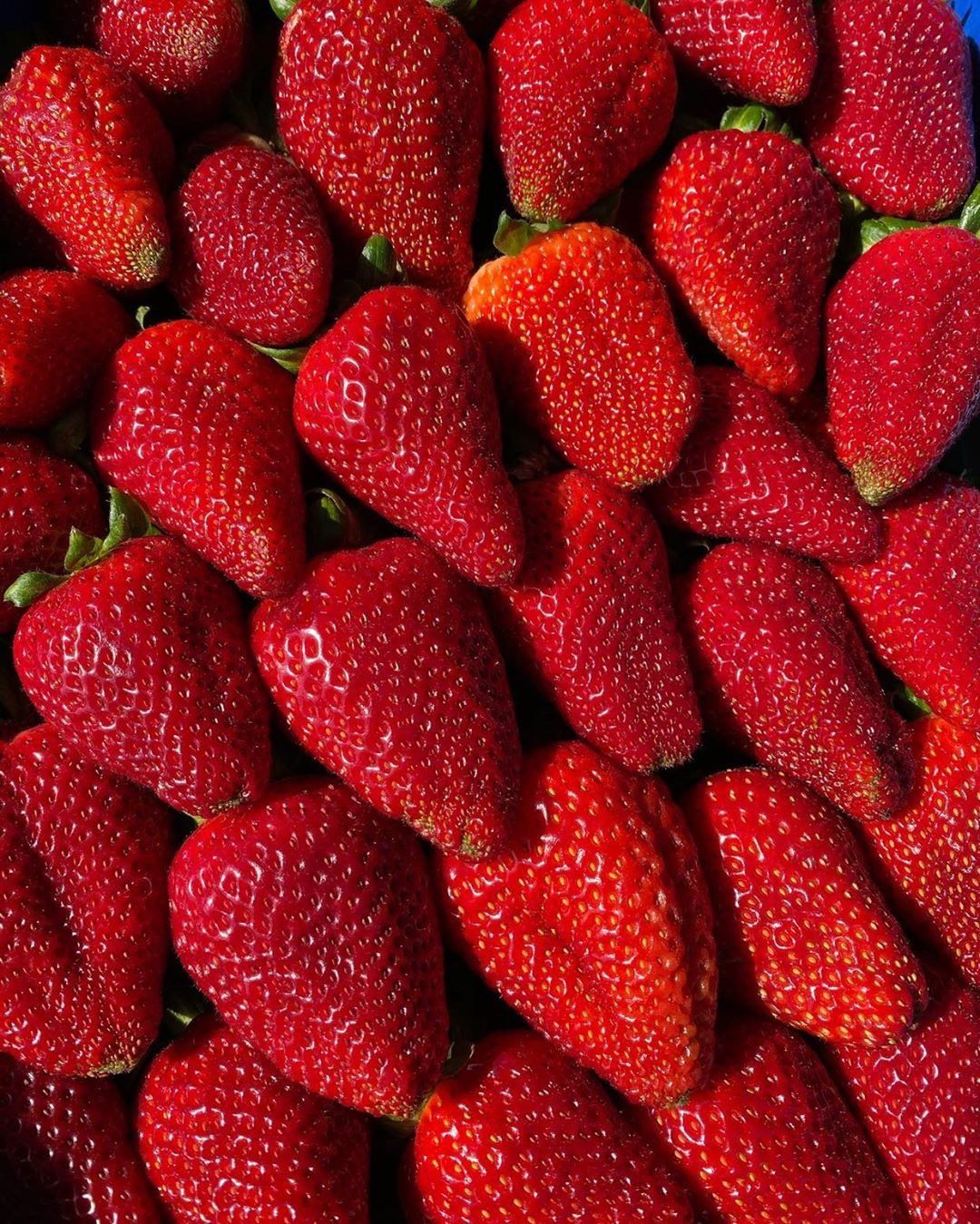 carlsbad strawberry company carlsbad strawberry company