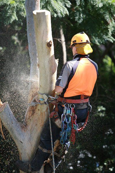 Arborist Work in Brisbane | Arborforce Tree Services