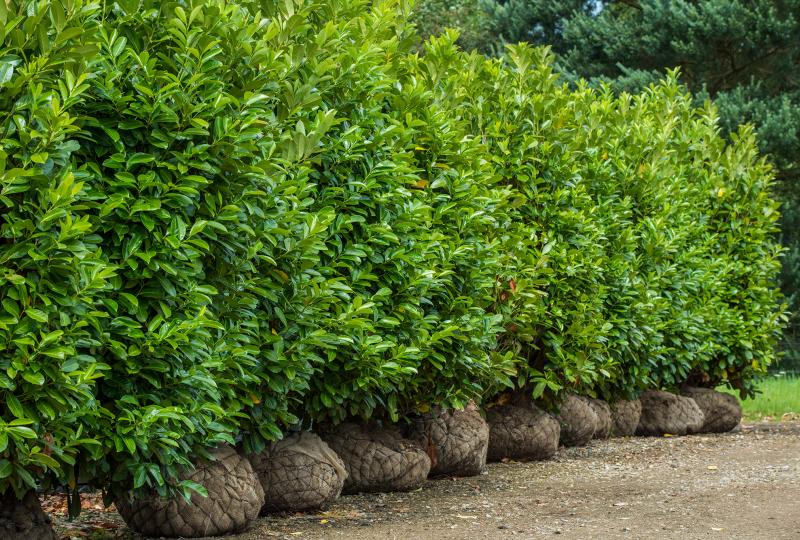 English Laurel Trees Green Giant Nursery Everett, WA Privacy Tree