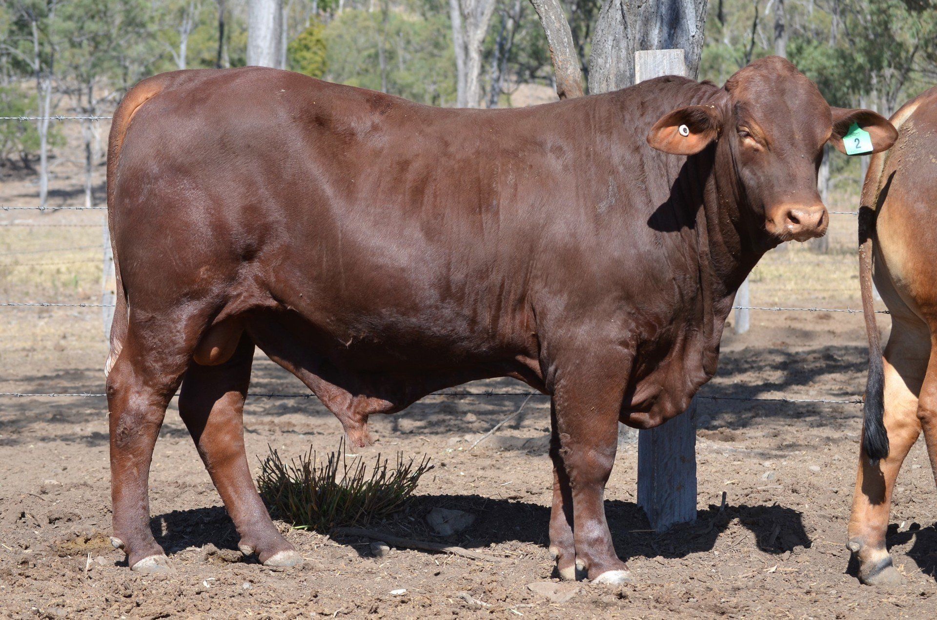 Redline Brangus Eidsvold, QLD Fitzroy Crossing Bull Sale 2015