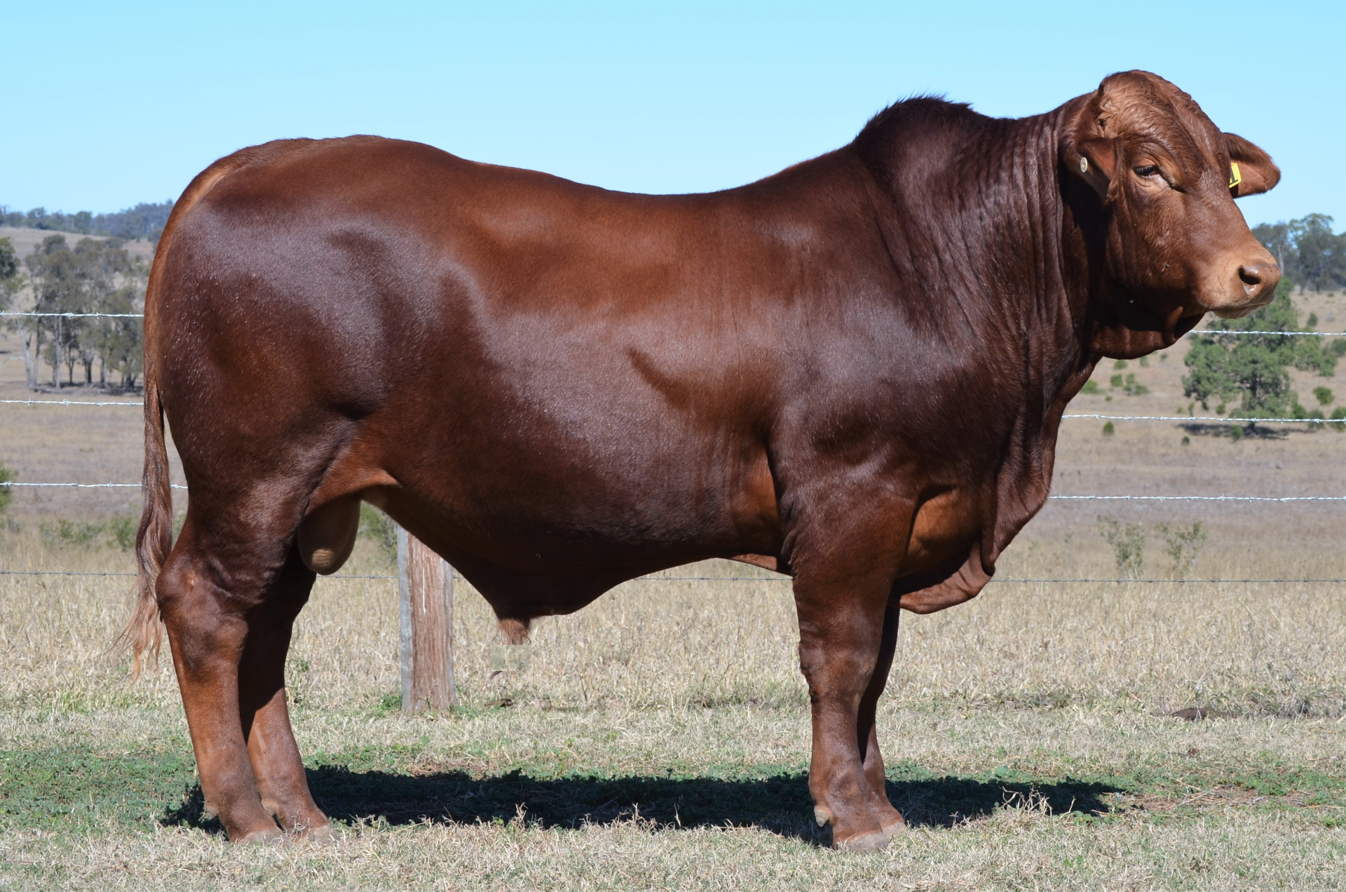 Redline Brangus - Eidsvold, QLD - Monto All-Breed Bull Sale