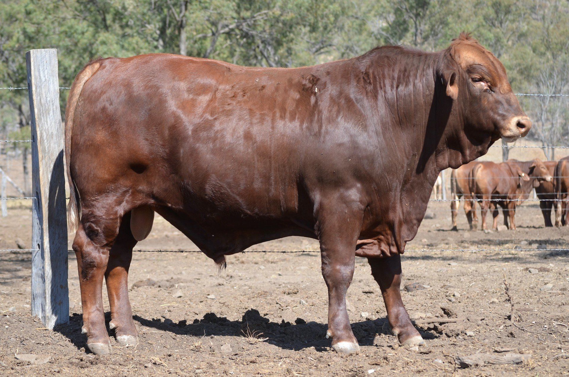 Redline Brangus Eidsvold, QLD Fitzroy Crossing Bull Sale 2015