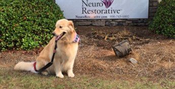 therapy dog testing