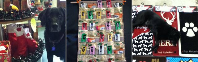 hairy hounds grooming