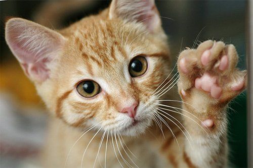 Problems With Your Cat's Paws: Symptoms 