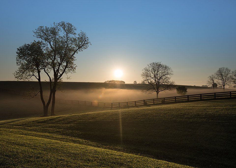 Pest Control & Termite Extermination in Versailles, KY