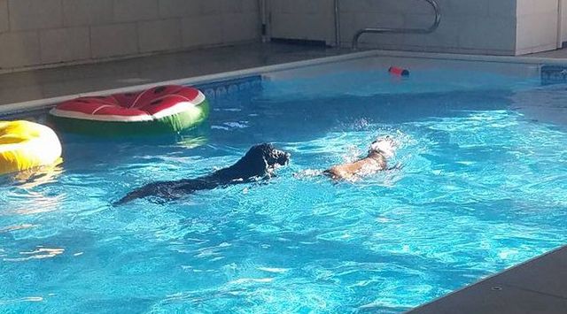 indoor swimming pool for dogs near me