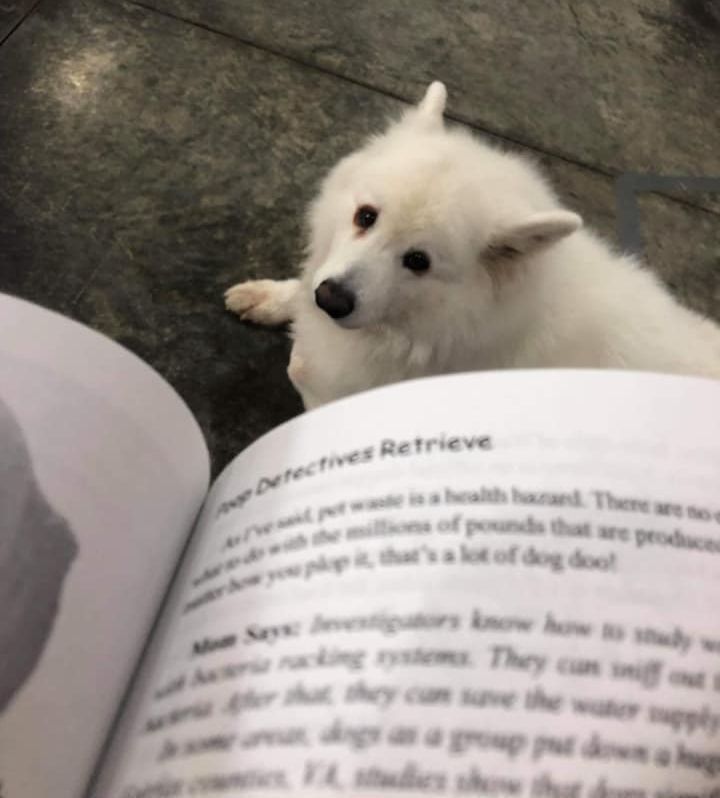 Dog Daycare Niles, MI Bunk & Biscuit