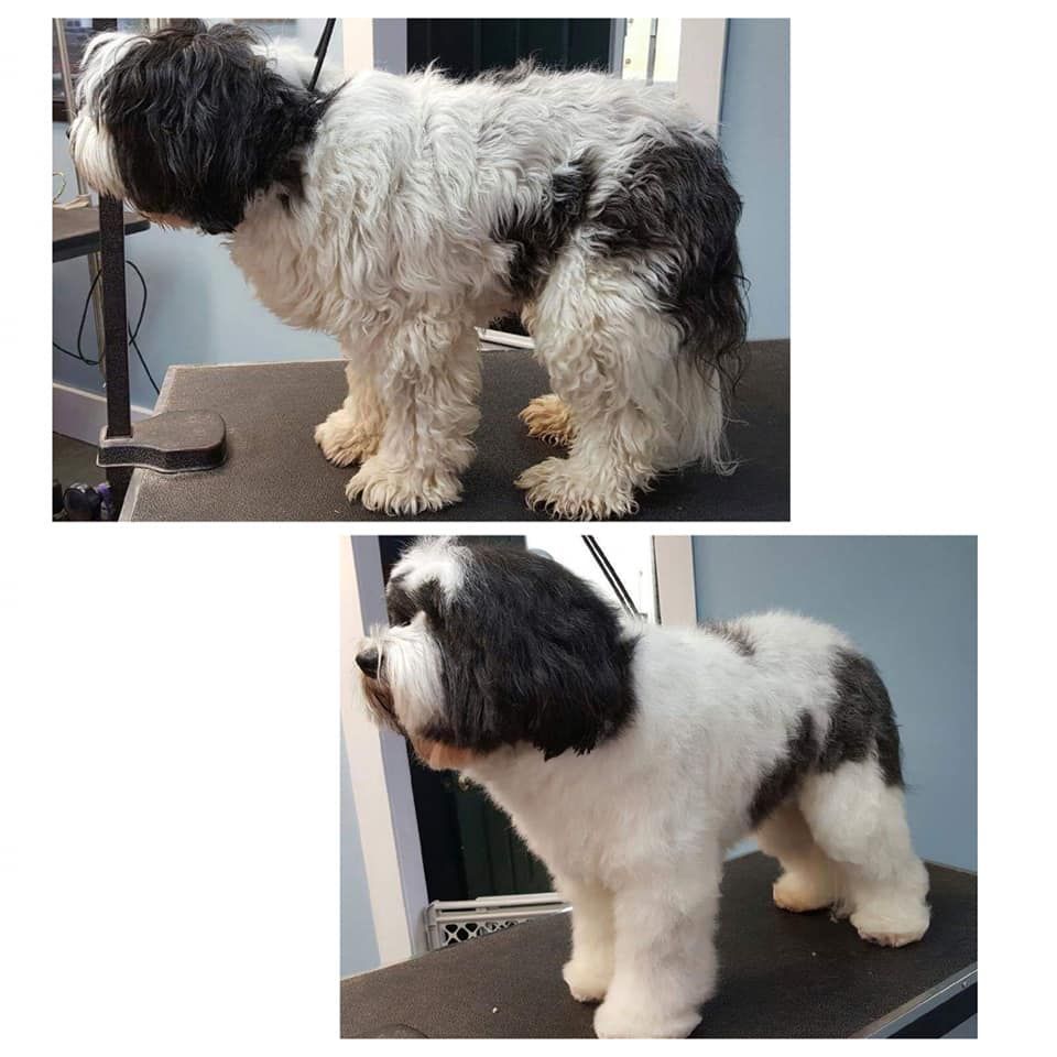 Pet Grooming Niles, MI Bunk & Biscuit