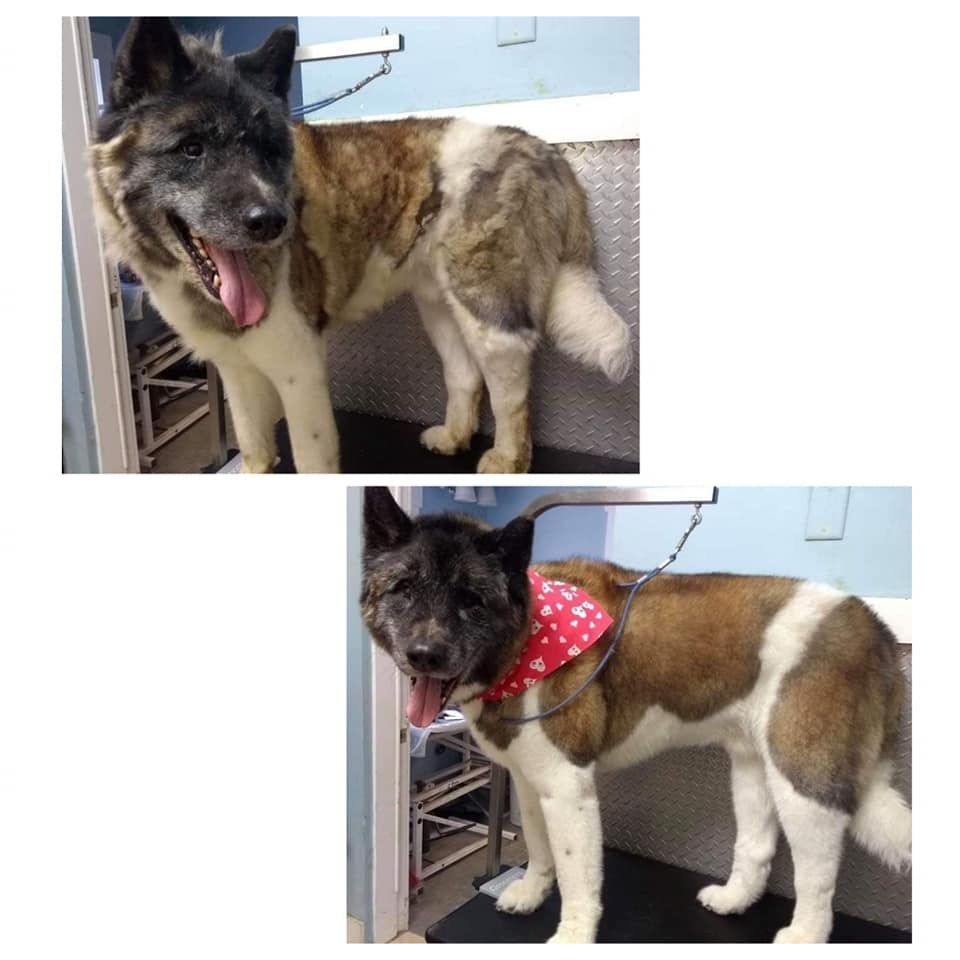 Pet Grooming Niles, MI Bunk & Biscuit