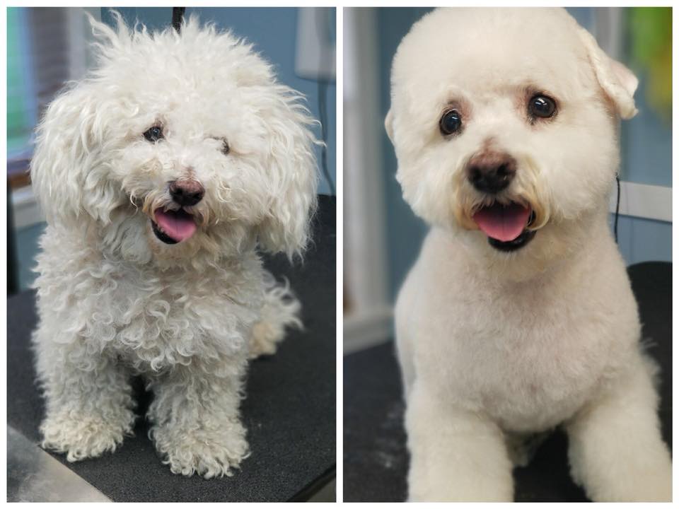 Pet Grooming Niles, MI Bunk & Biscuit