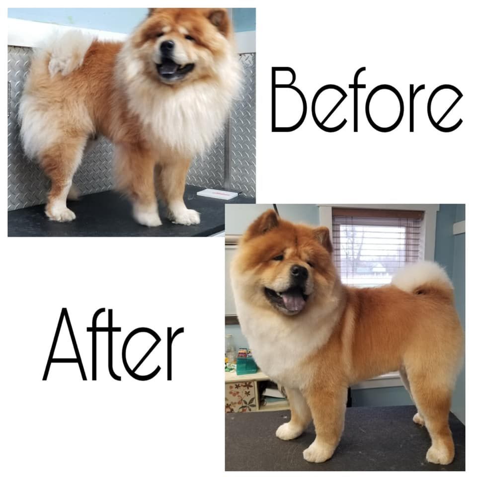 Pet Grooming Niles, MI Bunk & Biscuit