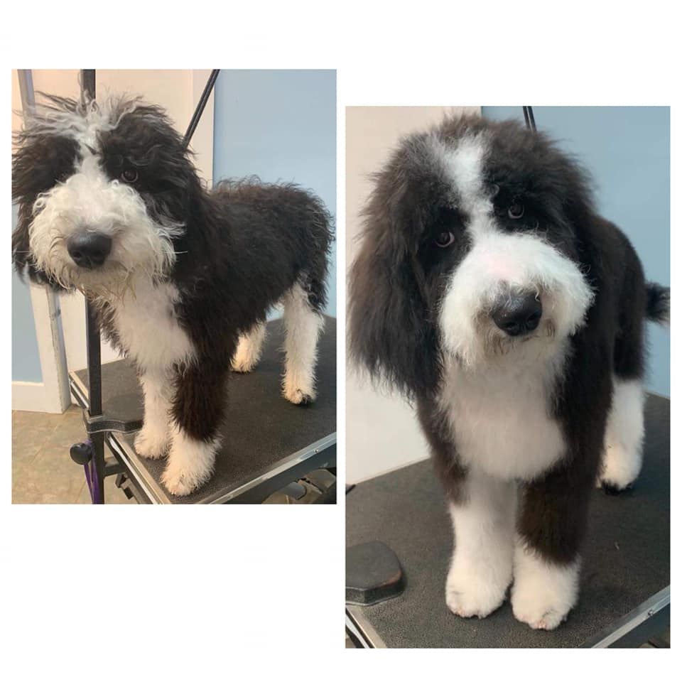 Pet Grooming Niles, MI Bunk & Biscuit