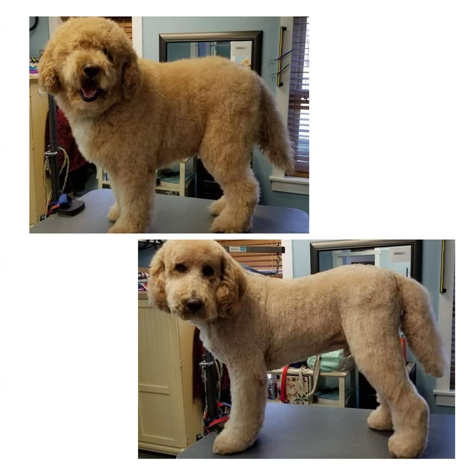 Pet Grooming Niles, MI Bunk & Biscuit