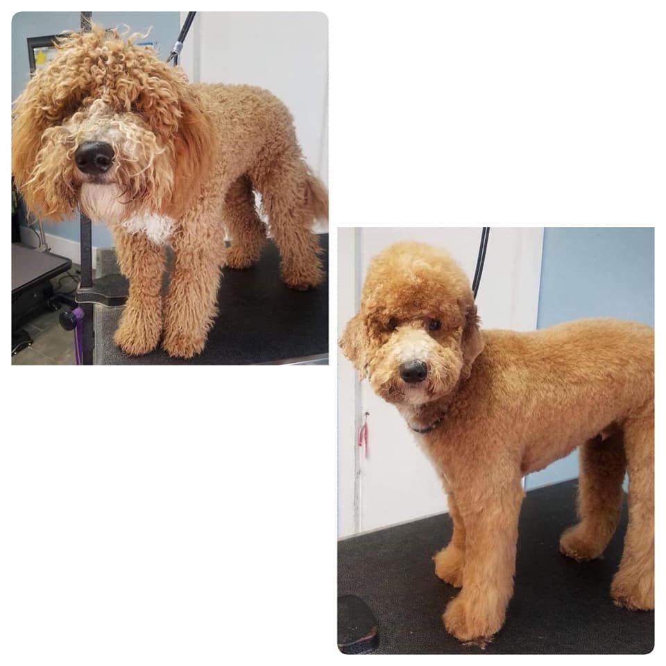 Pet Grooming Niles, MI Bunk & Biscuit