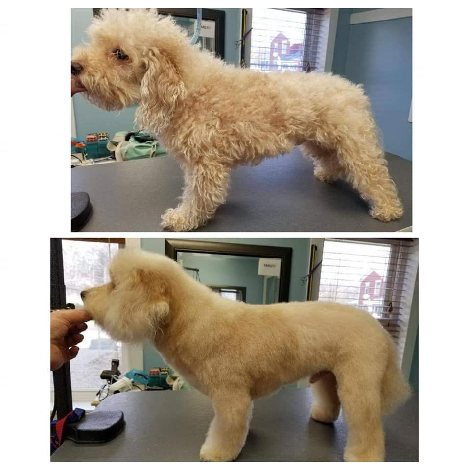 Pet Grooming Niles, MI Bunk & Biscuit