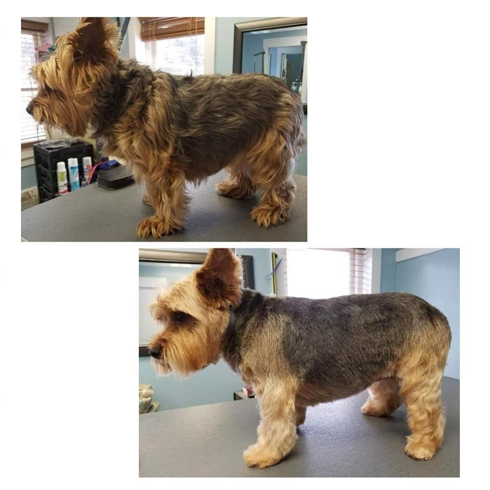 Pet Grooming Niles, MI Bunk & Biscuit