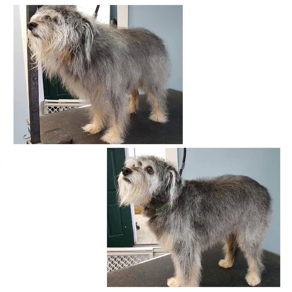 Pet Grooming Niles, MI Bunk & Biscuit