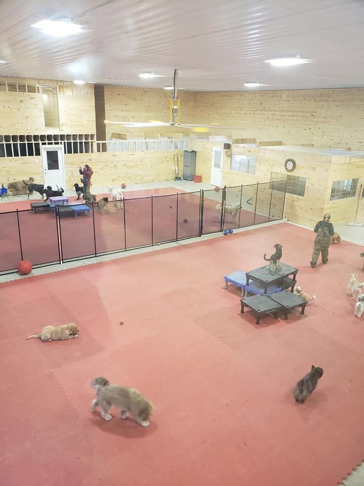 biscuits dog daycare