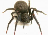 Black House Spider