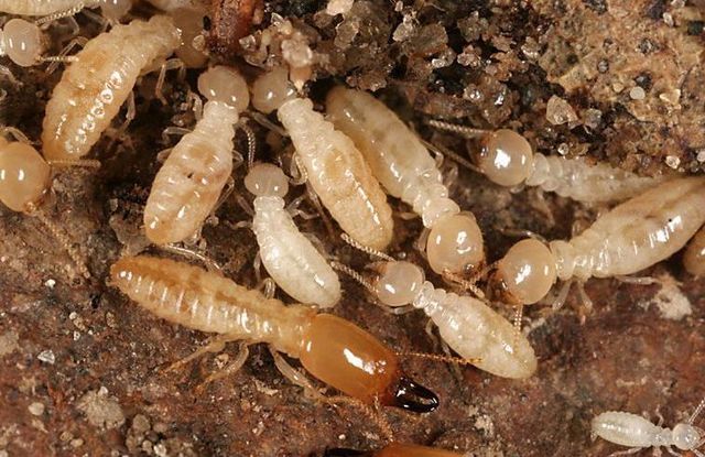Diorama Infographic A Look Inside The Termite Mound Diorama