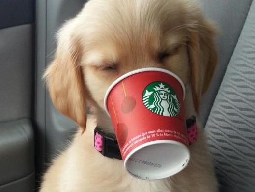 is starbucks dog friendly