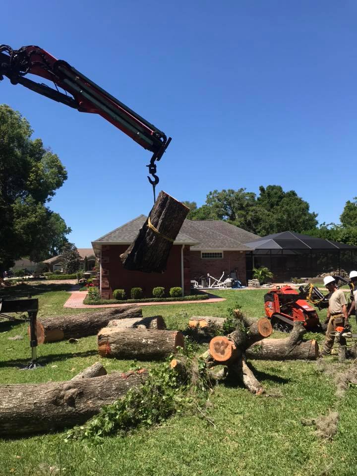 tree removal, FL savage Ocala