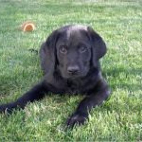 vaccine for labrador puppy