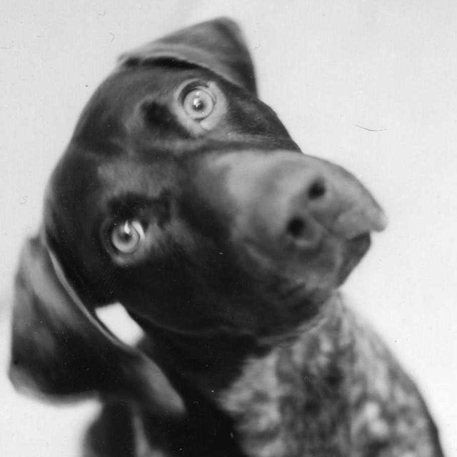 when is a dog too old to be neutered