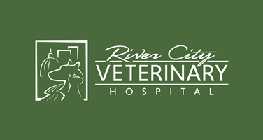 city veterinary