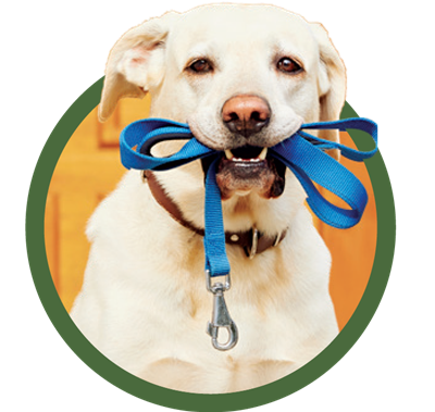 veterinary healthcare