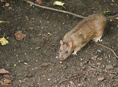 Vermin control, incl. rat and mouse control services in Leeds