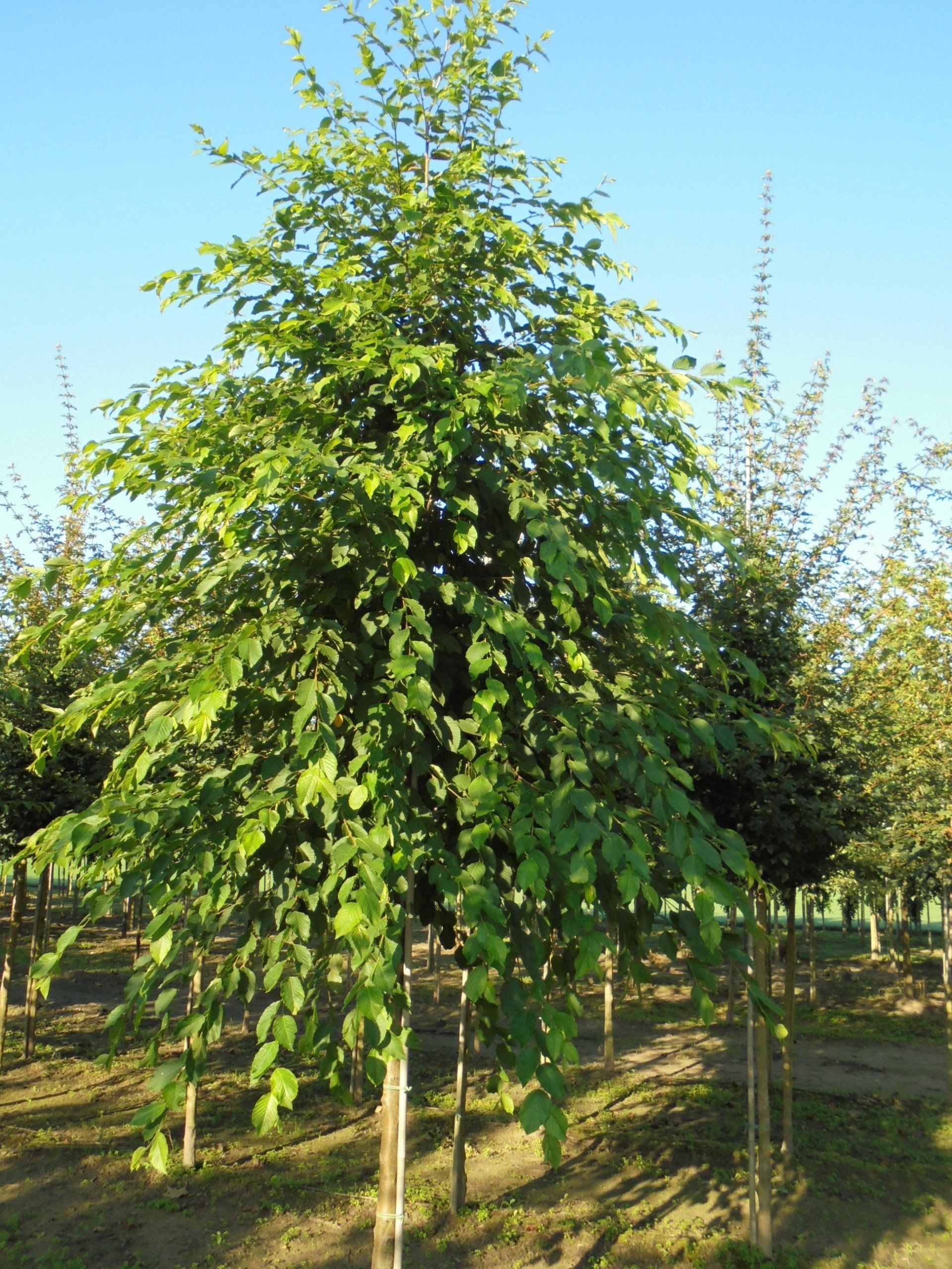 laanbomen/bomen/assortiment | van Houts heesters en bomen