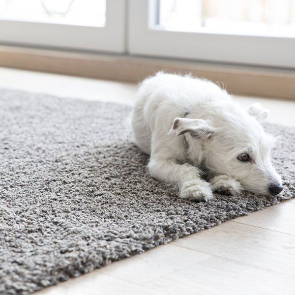 Flooring specialists Uppingham Carpet Company