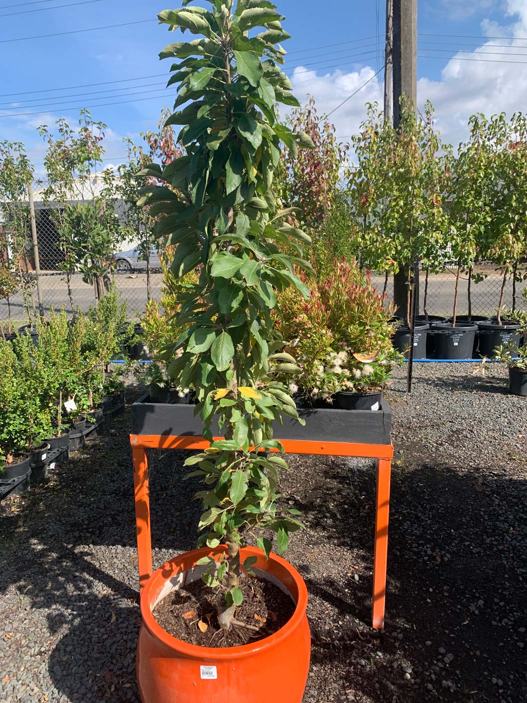 Garden Nursery in Ballarat, VIC Spot on Pots and Nursery