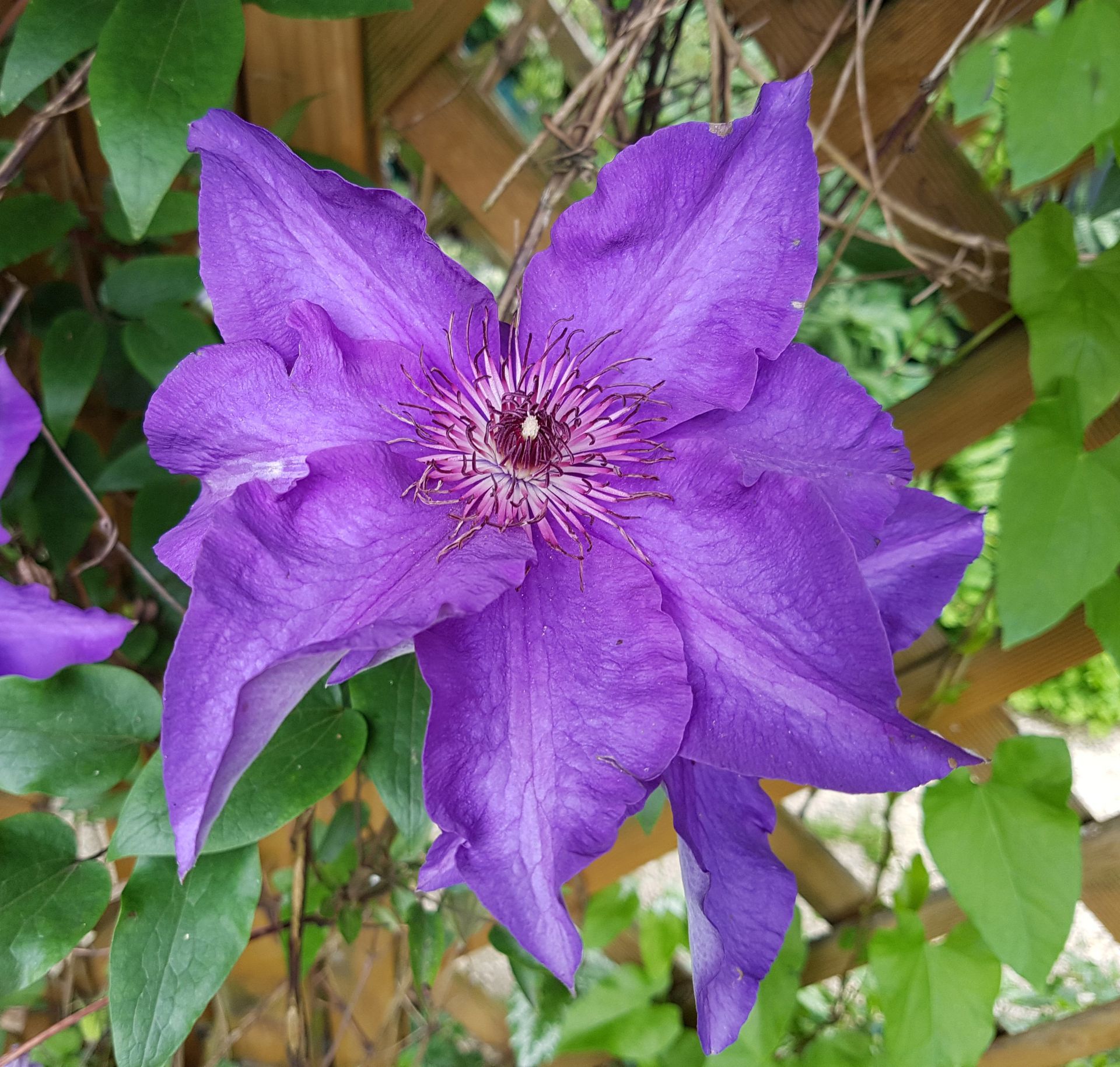 Summer Flowering Clematis Plants | PriorsWood Clematis