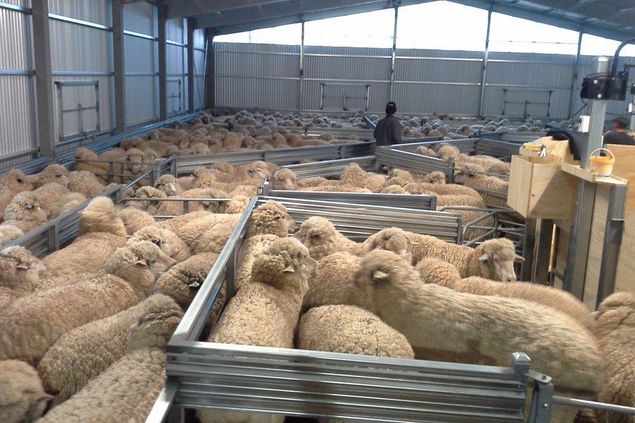 Shearing Shed Designs and Plans Australia | Magnus Australia